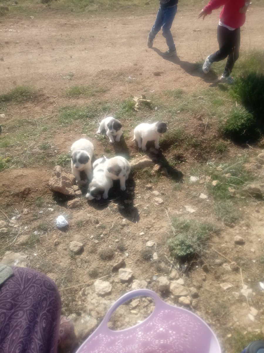 Van-Edremit yeni tokide 1.etabın boşluk alanında oniki yavru köpek hatta bu yavrulardan ikisinin ayakları kırık, anneleri de ölmüş bu yavrular çok perişan bir halde.Edremit Belediyesine duyuruda bulunacam.Bu yavruları bir sığınağa yerleştirebilrmi.Teşekkürler.