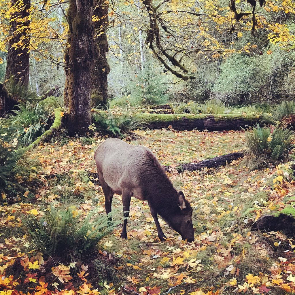 trexbeverly's tweet image. Ever heard the bulging of a Roosevelt Elk? It echoes in the forest in an amazing way :). Hear them in my upcoming library Pacific Northwest: miNiATURE: thomasrexbeverly.com/products/pacif… #fieldrecording #elk #bugling #sounddesign #GameAudio #indiedev #filmsound #sfx
