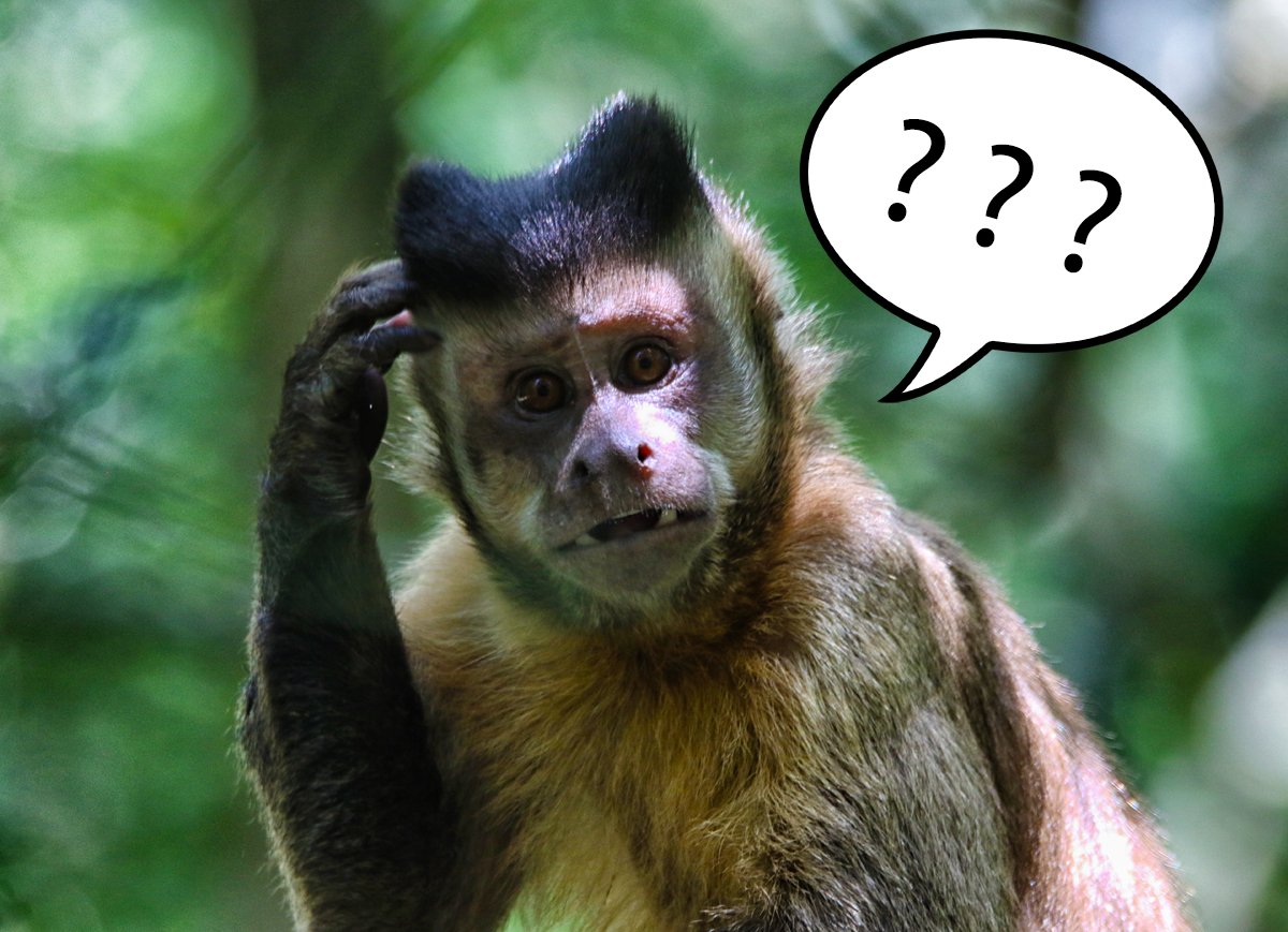 IndeverWeb's tweet image. Stop monkeying around and let us help you create the perfect website to match your business! Whether from scratch or a complete redesign. Get in touch for a free consultation indever.co.uk #webdev #colwynbay #rhosonsea  #llandudno #conwy #northwales #nwalestweets