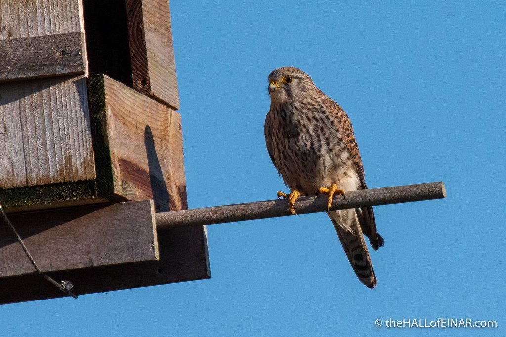 theHALLofEINAR's tweet image. New article: my review of Seaton Wetlands @wildeastdevon @Natures_Voice @eastdevon #wildlife #nature #wildblogs thehallofeinar.com/2018/04/seaton…