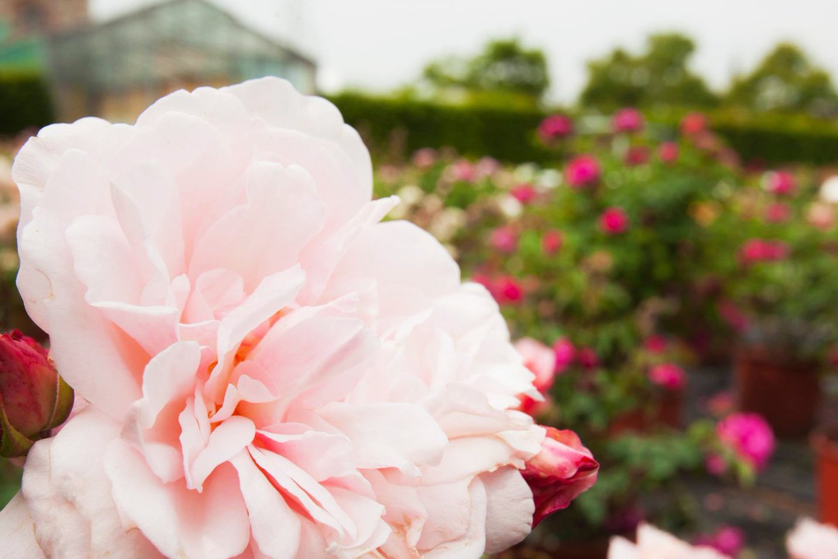 PagheraGS's tweet photo. Did you know that...
Paghera has one of the largest collections of roses in the world, extracted from more than 2.000 varieties, including many rare roses that are often hard to find elsewhere? 🌹
Discover more on https://t.co/DIQGfaIKw9 https://t.co/EYA0UXGSDF