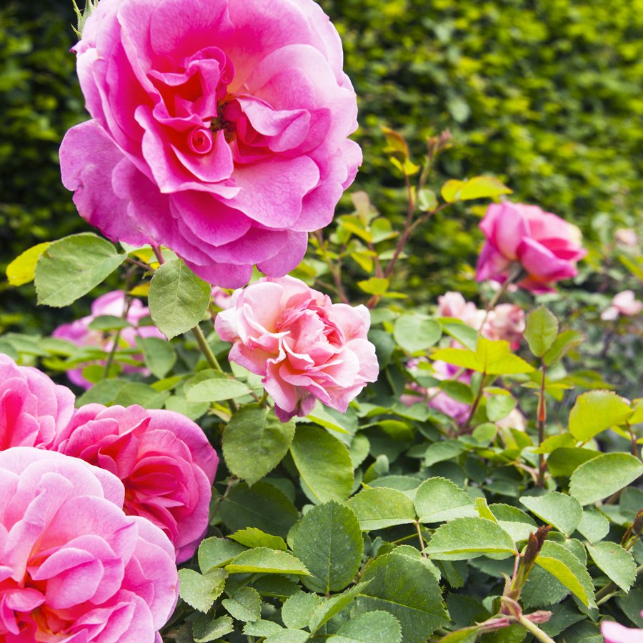 PagheraGS's tweet photo. Did you know that...
Paghera has one of the largest collections of roses in the world, extracted from more than 2.000 varieties, including many rare roses that are often hard to find elsewhere? 🌹
Discover more on https://t.co/DIQGfaIKw9 https://t.co/EYA0UXGSDF