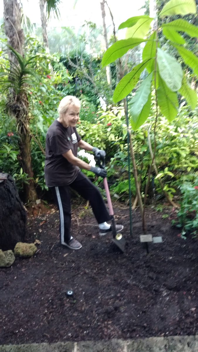 martin_feather's tweet photo. Transplant Friday...Fairchild Garden volunteer Judy Stewart putting the finishing touches to a Warszewiczia coccinea we transplanted from our rare plant house into the Wings of the Tropics butterfly exhibit @FairchildGarden this morning https://t.co/atuHRdQqHc