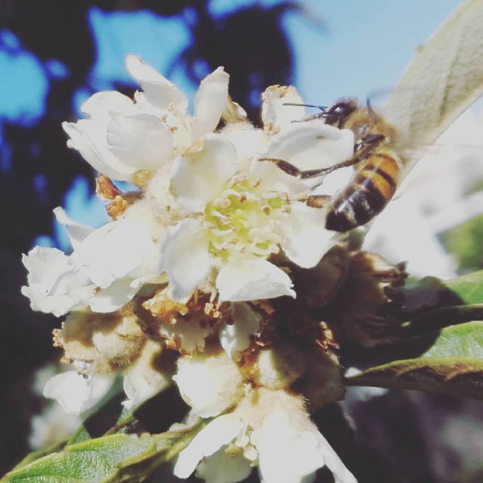 Nuova #escursione a piedi. In compagnia di un #apicoltore seguiamo il volo dell'#ape e assecondiamo il nostro #cammino alle #fioriture di #primavera. Scopriamo le #piante di interesse apistico e la produzione millifera del #salento #weareinpuglia Raduno 15.30. Info 3775341053.