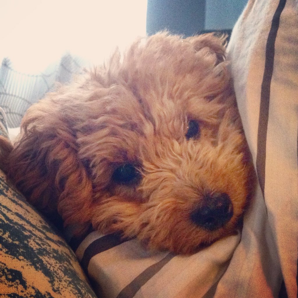 You have to go to work? I’m gonna wait right here in your bed til you get home. Then we can play.
#canadiandoodles #instadoodle #minigoldendoodle #goldendoodle #goldendoodlesofinsta #instapuppy #puppy #minidoodles #love #puppylove