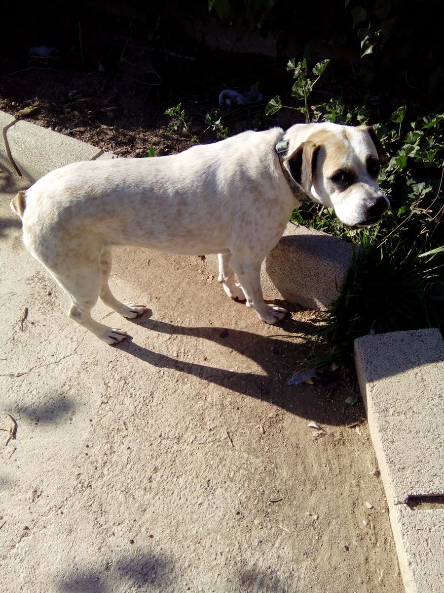 Hannah would love a home and regular walks. Three years old and neutered and has her passport ready to go. #AdoptaNoCompres #adoptnotshop