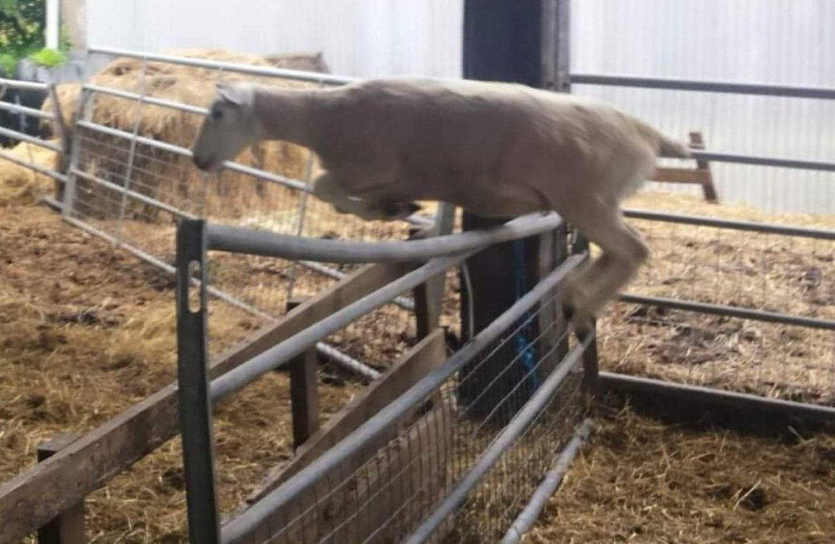 PVickerton's tweet photo. For those of you new to jumpy sheep shes a bit of a celebrity.....
Catching her to clip her is an art form...
Only time we get near her is when she has lambs..... https://t.co/LQdlbfRRwm
