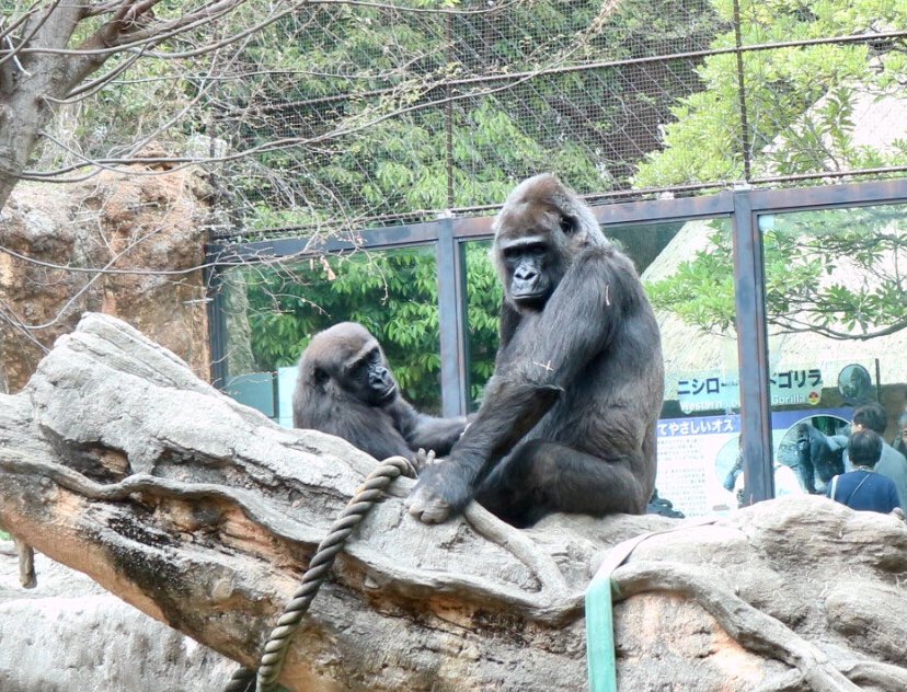 tom1002love's tweet photo. 今日は上野動物園に行って来ました🐼🐻
シャンシャン観覧できたのですが、ちょうど木に登って寝ていて顔が見れませんでした😭
(写真はお父さんのリーリー🐼)

でもツキノワグマがとっても可愛かったので満足です(*´艸｀*)💓

#上野動物園 #ジャイアントパンダ https://t.co/5Rxjh1M4vl