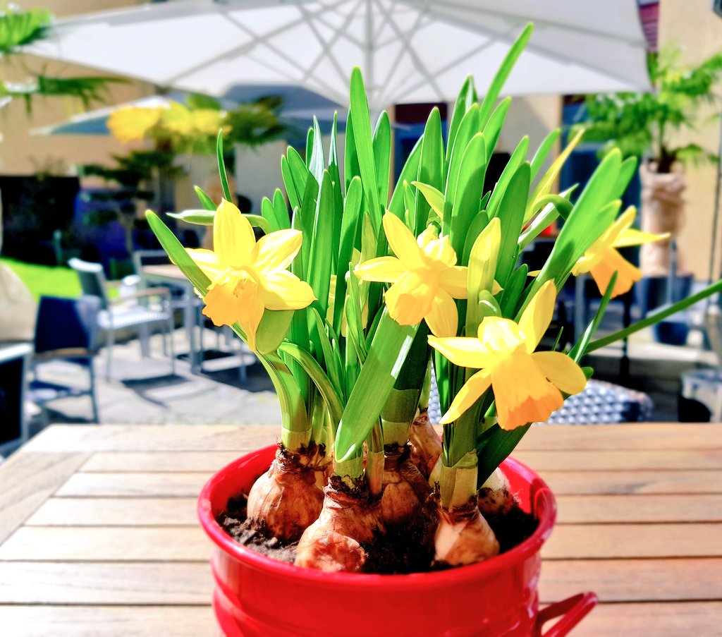 Der Frühling ist angekommen 😍 • Die Terrasse mit Gartenareal haben wir für unsere Gäste geöffnet • Schönes Wochenende vom Team <a href="/hotelkoeln/">PhiLeRo Hotel Köln</a> • Mehr unter: philerohotel-koeln.de • #Throwbackfriday #Weekend #Frühling #spring #springishere