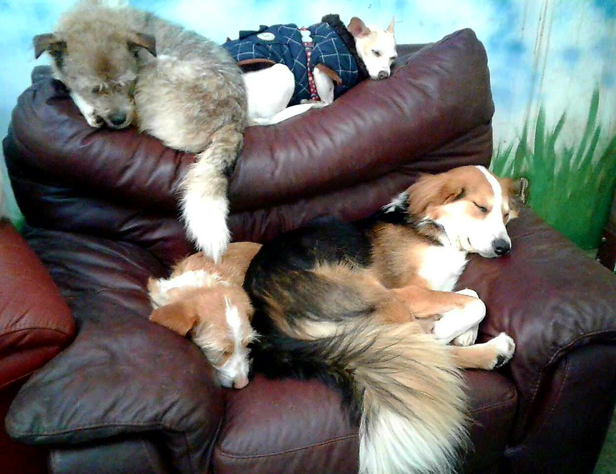 Daycare 4 Dogs tweet media