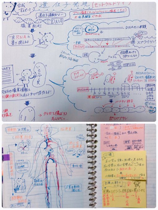 ノートの内容は間違ってる事もあるので無視して頂いて(恥ずかしいからツッコミもしないで……)、受験に使ってた暗記ノートがこんな感じでした?ホント落書き帳で見づらさ抜群。 