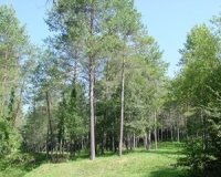 ruralcat's tweet photo. Convocatòria #ajuts a la gestió forestal sostenible en finques privades. Presentació de sol·licituds fins al 27 d'abril.
Es destinaran gairebé 3 milions d’euros a aquests ajuts per millorar xarxes viàries i realitzar actuacions silvícoles https://t.co/qR7AA9qw21 @cpforestal https://t.co/dUcSfv3QJg