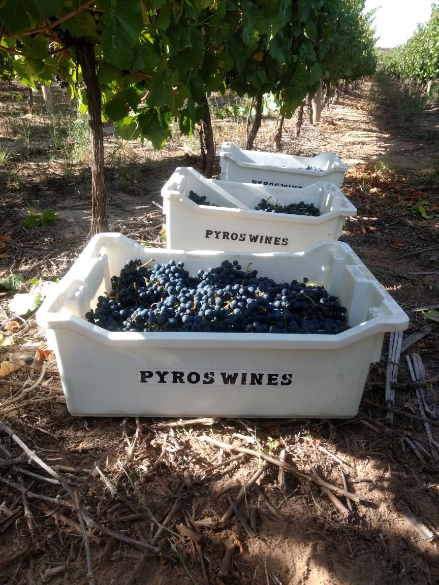 Hoy terminamos una excelente cosecha en el Viñedo Pyros en el #ValledePedernal #cosecha2018