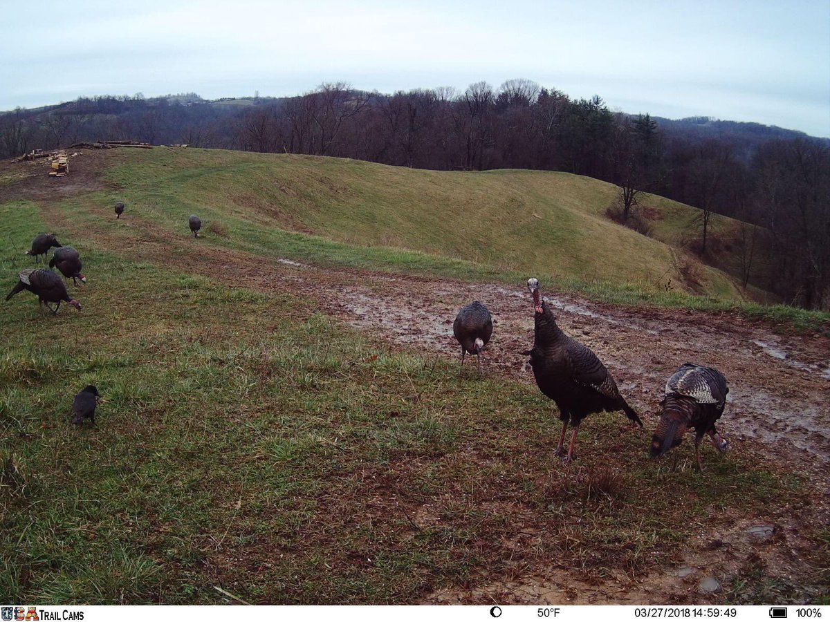 GobblersChoice_'s tweet photo. Trail cam pics from staffers  #turkeyscouting #gobblerscouting #turkeyhunting #turkeycalls #hunting #huntthegobbler #gobblerhunting #springgobblerseason #TurkeySeason #springgobbler #callemclose #shootemintheface https://t.co/qBnfcTEAlC