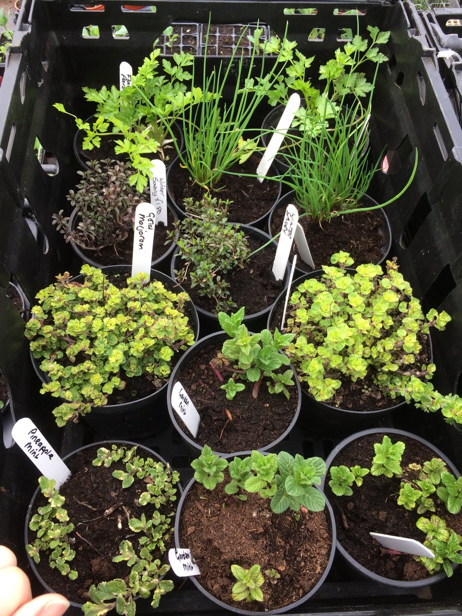 Herbs ready for Wollaton <a href="/WollatonFarmers/">Wollaton Market</a> tomorrow #springisontheway