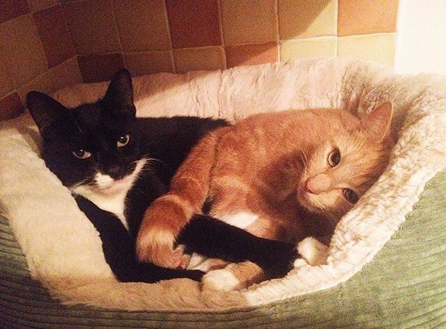 _PyroFae_'s tweet photo. @P4wnyhof Gimli (ginger) and jaspur (black) Gimli is no longer with us but these are my fav pics! ❤️ https://t.co/p40lKVOGxC
