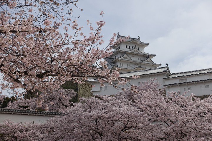 TopMiles's tweet photo. A white fairytale-like castle that has survived bombings and earthquakes, Himeji Castle consistently is among the top places in all of Japan to see the Cherry Blossoms. 

https://t.co/TJ8XyjlSFn https://t.co/c7PO8RoDfG