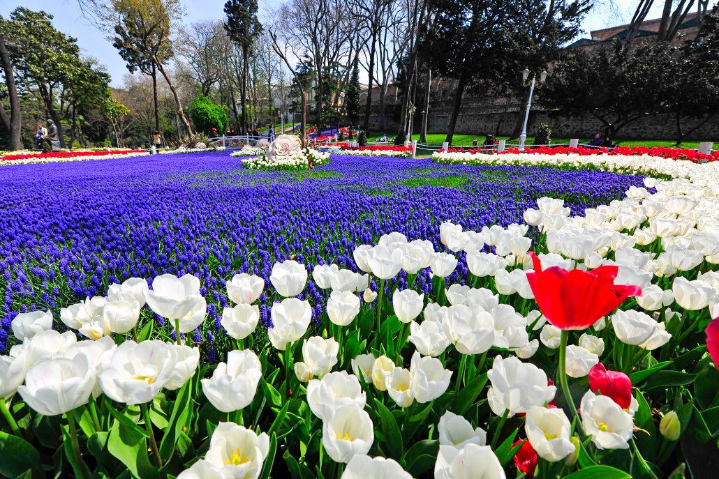 Парад тюльпанов в стамбуле 2025. Парад тюльпанов в стамбуле 2025. Парад тюльпанов в турции. Стамбул фестиваль тюльпанов султанахмет. Парк эмирган в стамбуле в апреле.