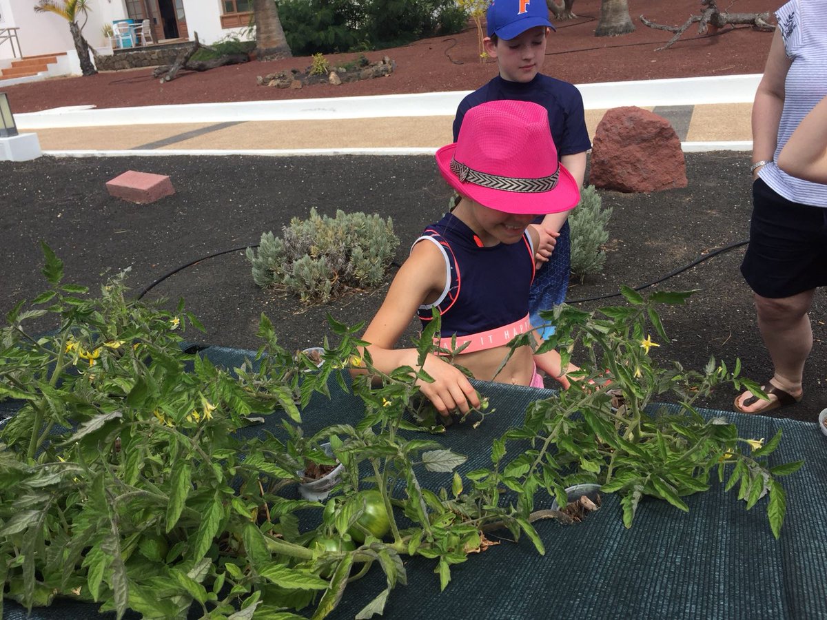 RicardoArencib1's tweet photo. Planting new seeds @JardinesdelSol in our hydroponic culture #GreenCulture #DPerfectService https://t.co/gQr7gbgWWf