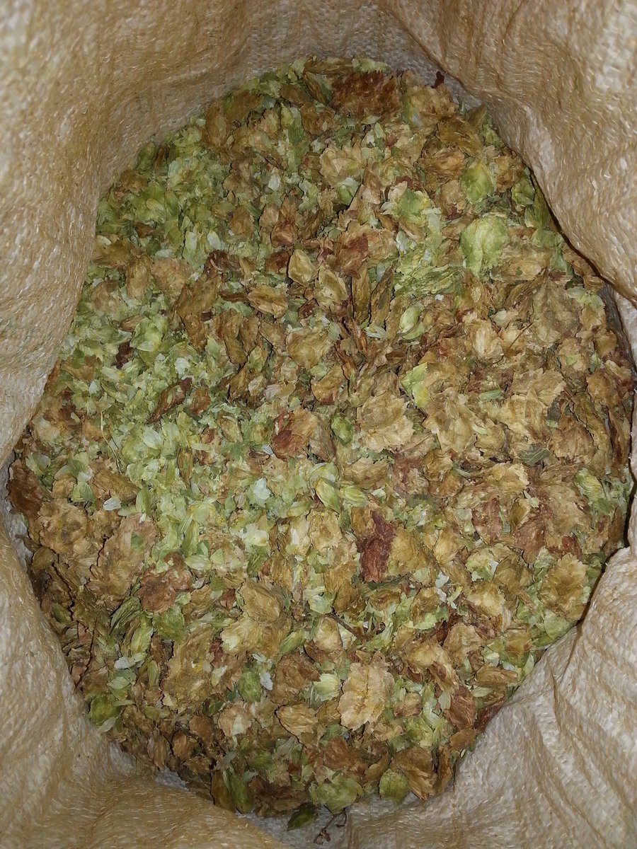 BoudiccaBrewing's tweet photo. Brewing #GoldenTorc today.
#ComplexBlendOfLateHops :-)
#craftbeer (#cask) #vegan #Realale https://t.co/2WJ6HYFAzJ