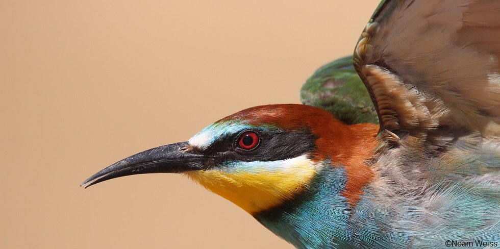 ZEISSBirding's tweet photo. Congratulations to the @flywaychampions for raising more than $100,000 to stop the illegal killing of migratory birds in Croatia and Serbia. Thank you to everybody who donated for the cause and supported our ZEISS teams. Read more in our #COTF18 blog post: https://t.co/FA6x7NXmOb https://t.co/DcUHX9a2L7