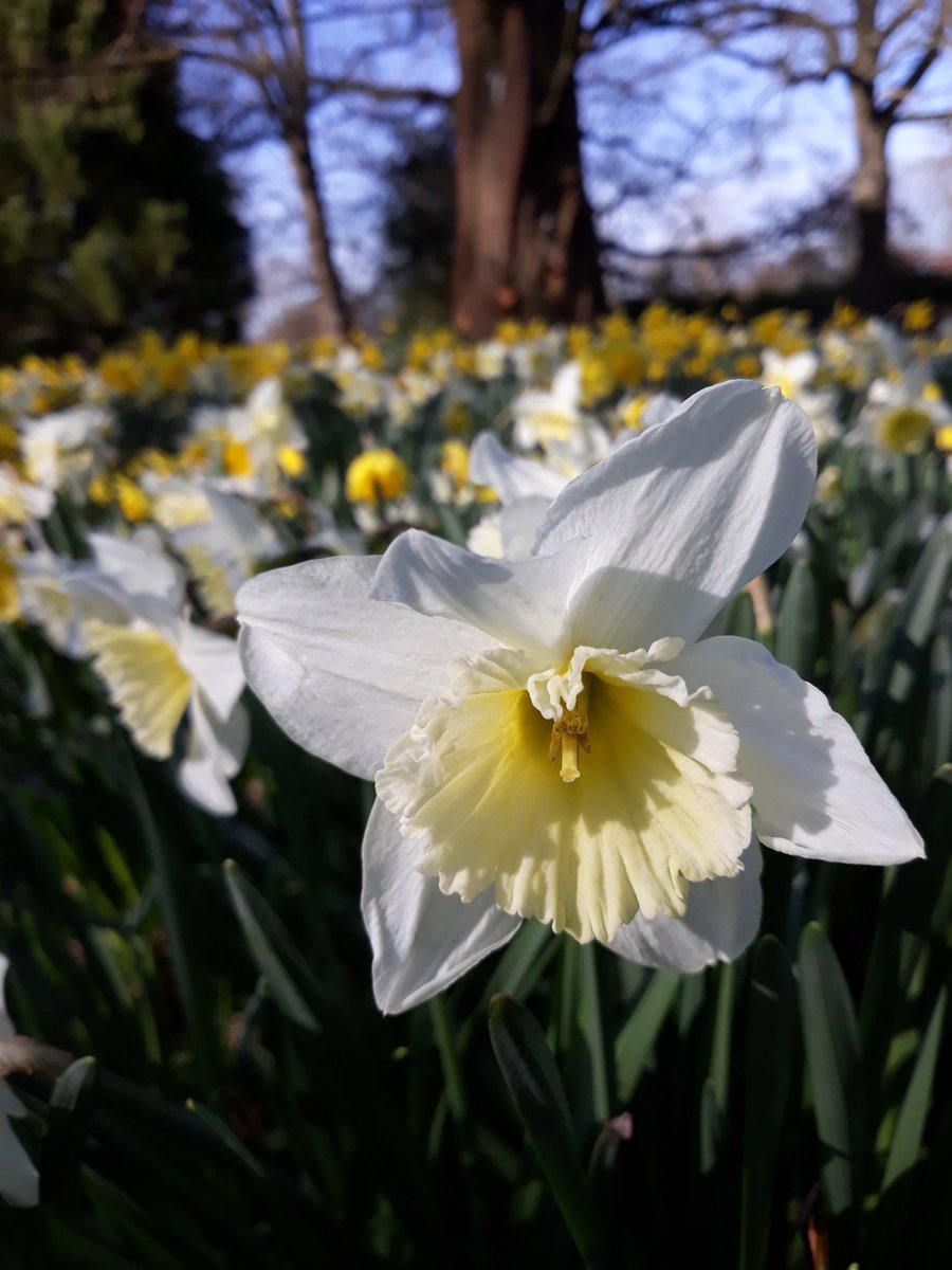 gardenburghley's tweet photo. NATIONAL GARDEN SCHEME @burghleyhouse 7th and 8th April 11 till 4pm, £4 adult, children free  .
Also 37 stalls of Fine Food Market in the stable court yard ,free entry . https://t.co/neQvof4NeG