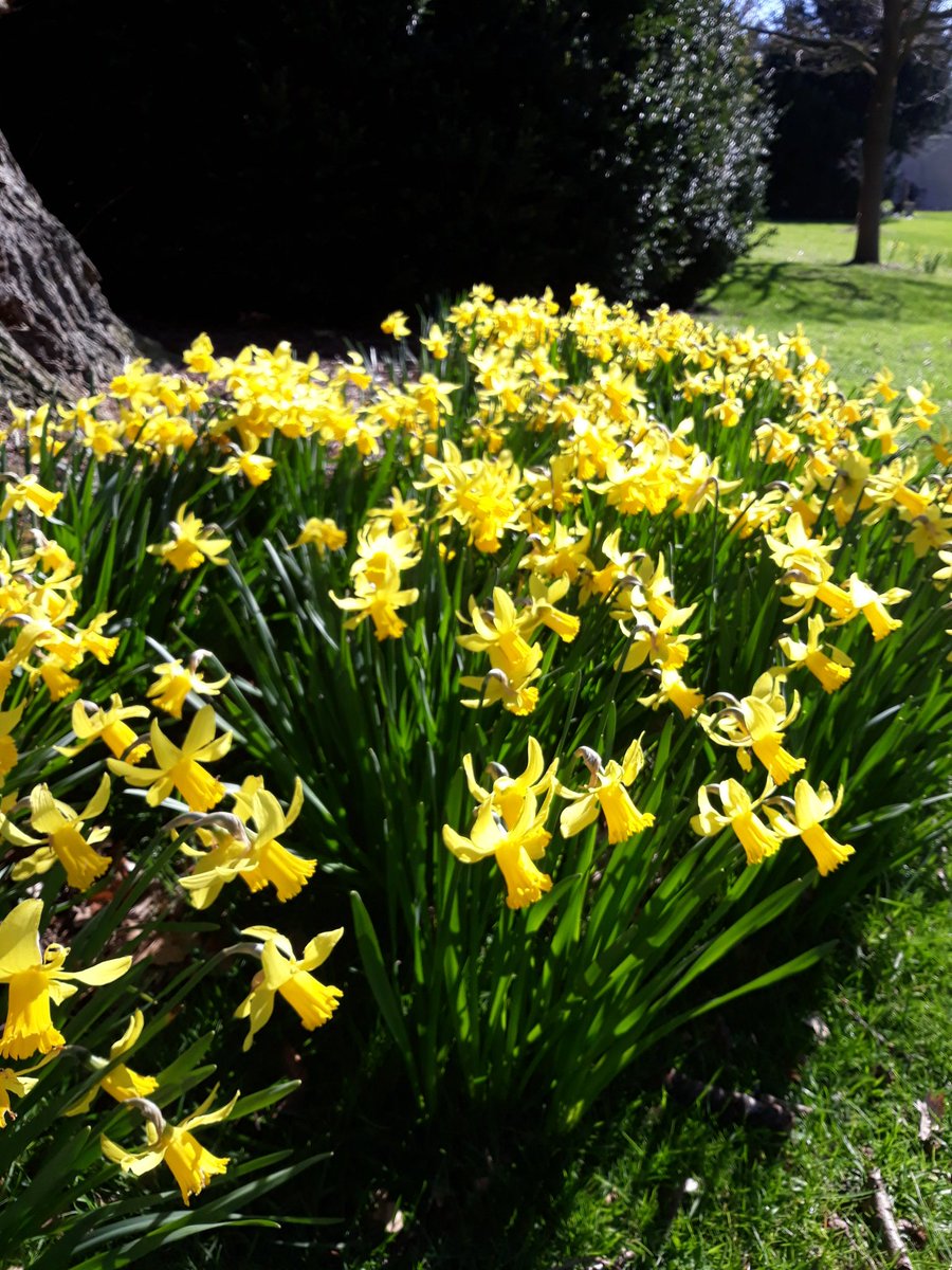 gardenburghley's tweet photo. NATIONAL GARDEN SCHEME @burghleyhouse 7th and 8th April 11 till 4pm, £4 adult, children free  .
Also 37 stalls of Fine Food Market in the stable court yard ,free entry . https://t.co/neQvof4NeG