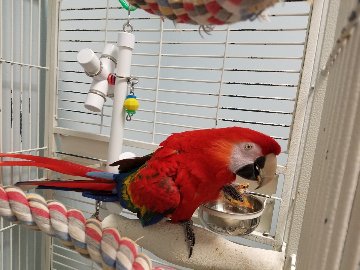 CPRHparrots's tweet photo. Meet Skittles and many other wonderful parrots looking for new homes at https://t.co/IOoVrTQ4S8. #charlotte #pets #AdoptDontShop #adoption #parrot https://t.co/GZBYgoODAa