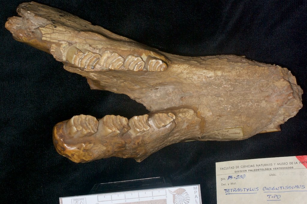 dcpaleo's tweet photo. #FossilFriday Lower jaw of Tetrastylus gigantissimus, one of many extinct "terrible #rodents" (dinomyids), today only represented by the #pacarana. Check out the massive incisors! They also had paracondyles, unique structures at the back of the head: https://t.co/5nAgj1swN5 https://t.co/V6LZeTx7bZ