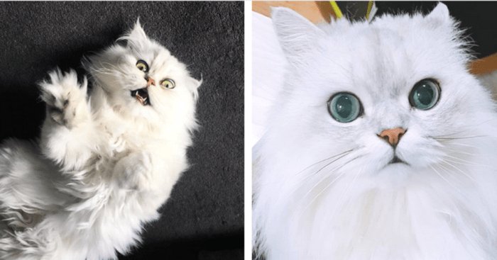 chienchatlovers's tweet photo. Voici 13 bonnes raisons de ne surtout pas adopter le Persan Chinchilla https://t.co/CW0Eo1CTHh https://t.co/YoHcd2kY1O