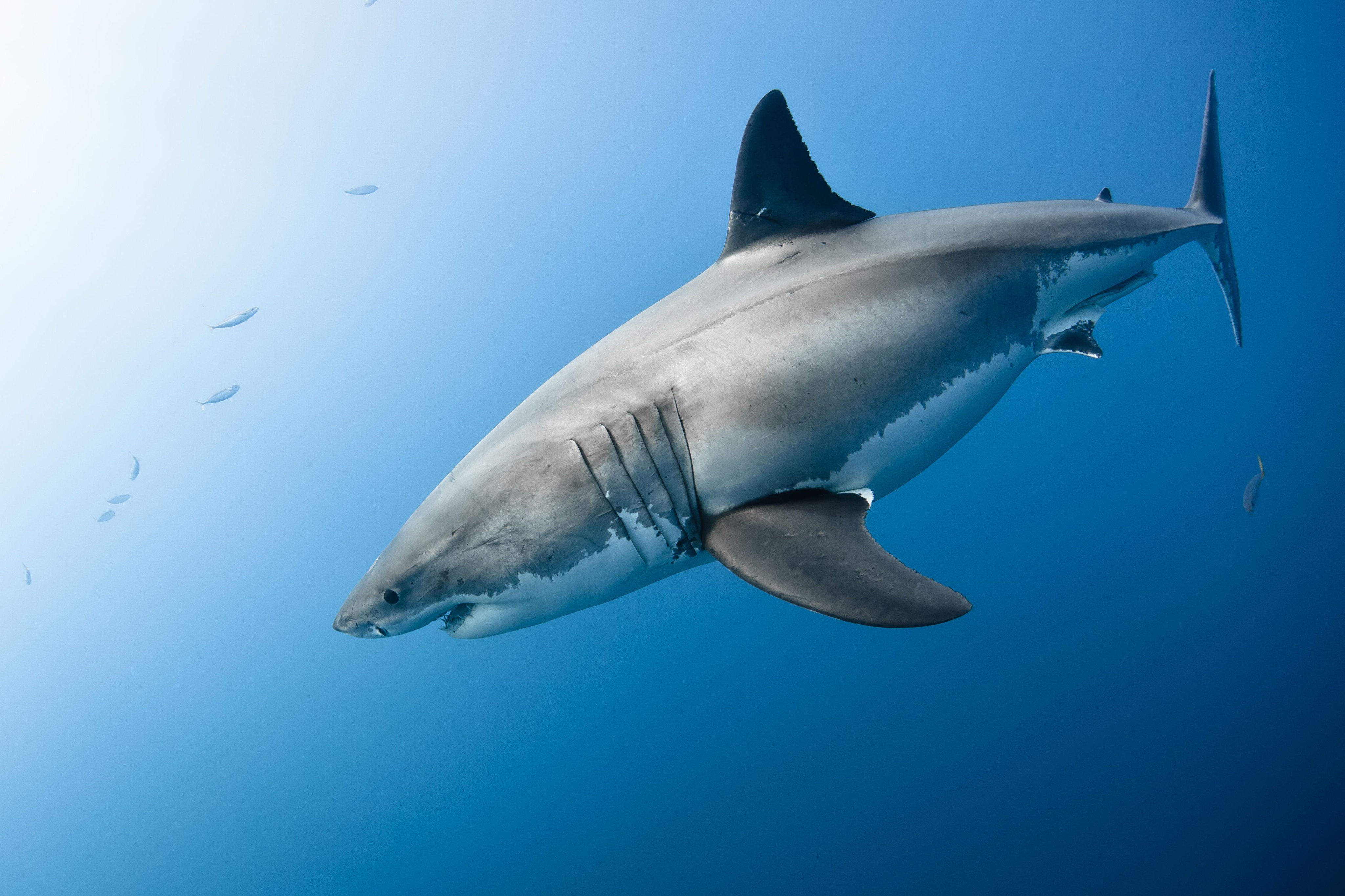 Carcharodon carcharias