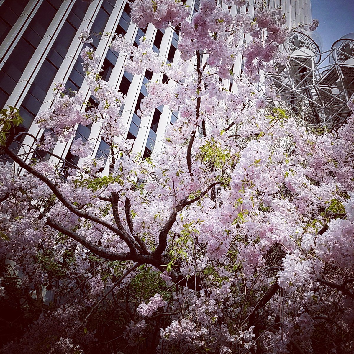CreatorSundae's tweet photo. Cherryblossom

#cherryblossoms #flower #blossom #wasbeautiful #april #april2018 #season #spring #sprimgbeauty #wonderfulseason #pinkflower #seasoncomesandgo #didusee #wonderfullife #refreshing #nexyear #graduationseason https://t.co/96N7ws1ZtJ