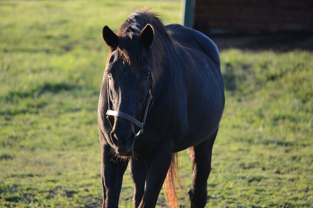 Oldfriendsfarm's tweet photo. Old Friend of the Day: It's DINARD's birthday today!! Look at the wisdom shining in his eyes. Putting 30 candles on his cake. This is gonna take a while . . . Photo @battles_laura https://t.co/WPn8vi6Kp5