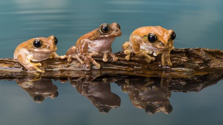 #FunFact – tadpoles help keep our waters clean by feeding on algae! Help us in celebrating #NationalFrogMonth by recognizing why frogs are an integral part of our ecosystem. savethefrogs.com/why-frogs/