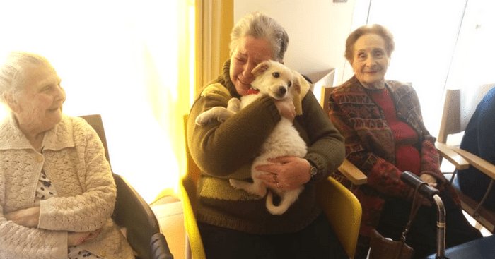 chienchatlovers's tweet photo. Des résidents d’une maison de retraite près de Perpignan accueillent un chiot https://t.co/Wbype37YqH https://t.co/DiUDrAncY1
