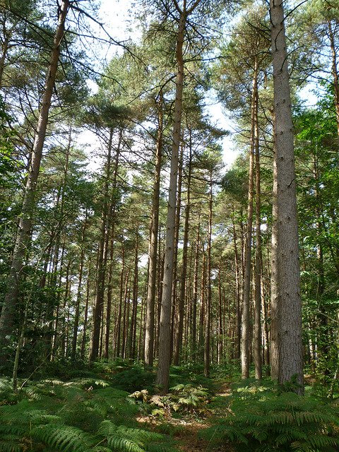 ExploreKent's tweet photo. Fancy a new job with fresh challenges and passionate about the countryside? @KHWCP want to hear from you, they are after a Partnership Manager! https://t.co/WBxucnz7Hy #jobs #jobskent https://t.co/dznfAnsv0j