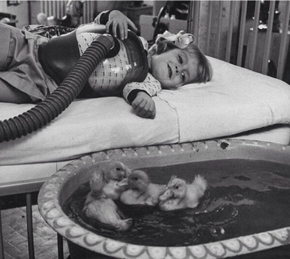 Ducklings being used as part of medical therapy, 1956.
