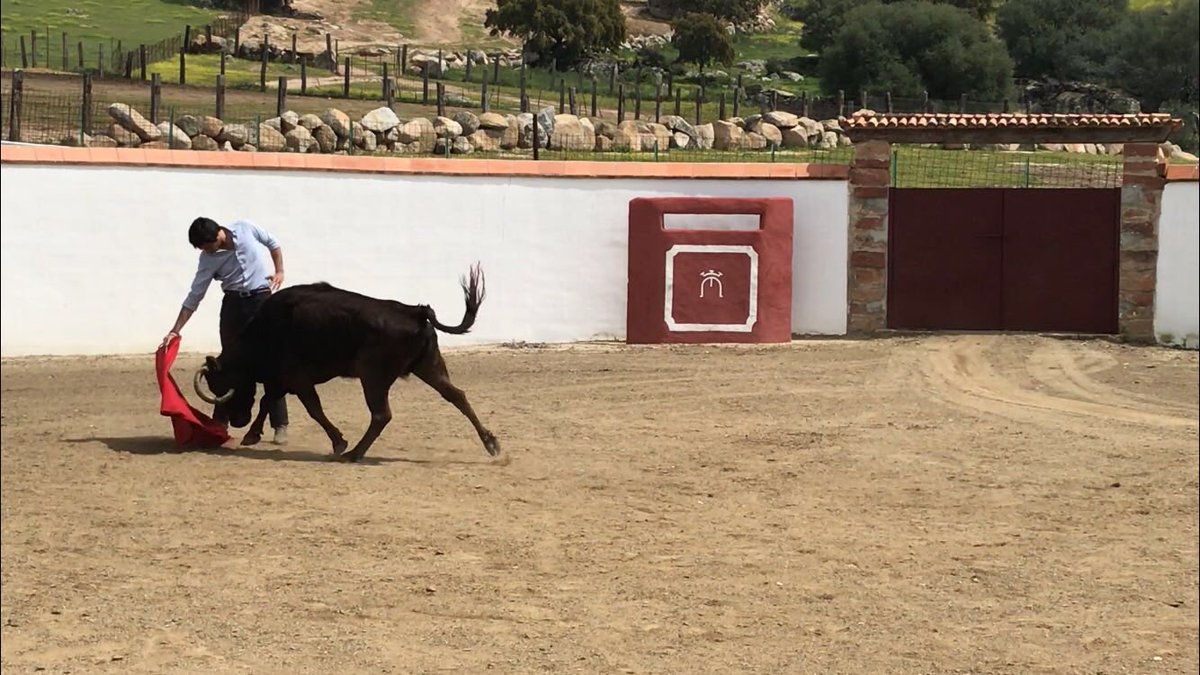 MirandayMoreno's tweet photo. Mañana de retienta junto a @adrianhenche1 pudimos disfrutar de bonitas embestidas! #campobravo #verdad #libertad https://t.co/psxa7nLiwW