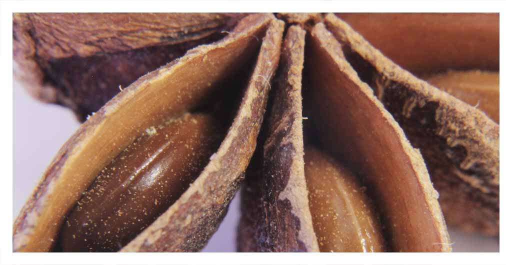 Duplicate3D's tweet image. Shot an awesome macro photo of a  star anise for my up comming blog about 3D scanning on a macro level.
.
#3d #3dprint #3dprinting #3dprinted #3dscan #3dscanning #geometry #art #artist #photo #photography #photogrammetry #macro #technology #foodporn #food #cooking  #beautiful