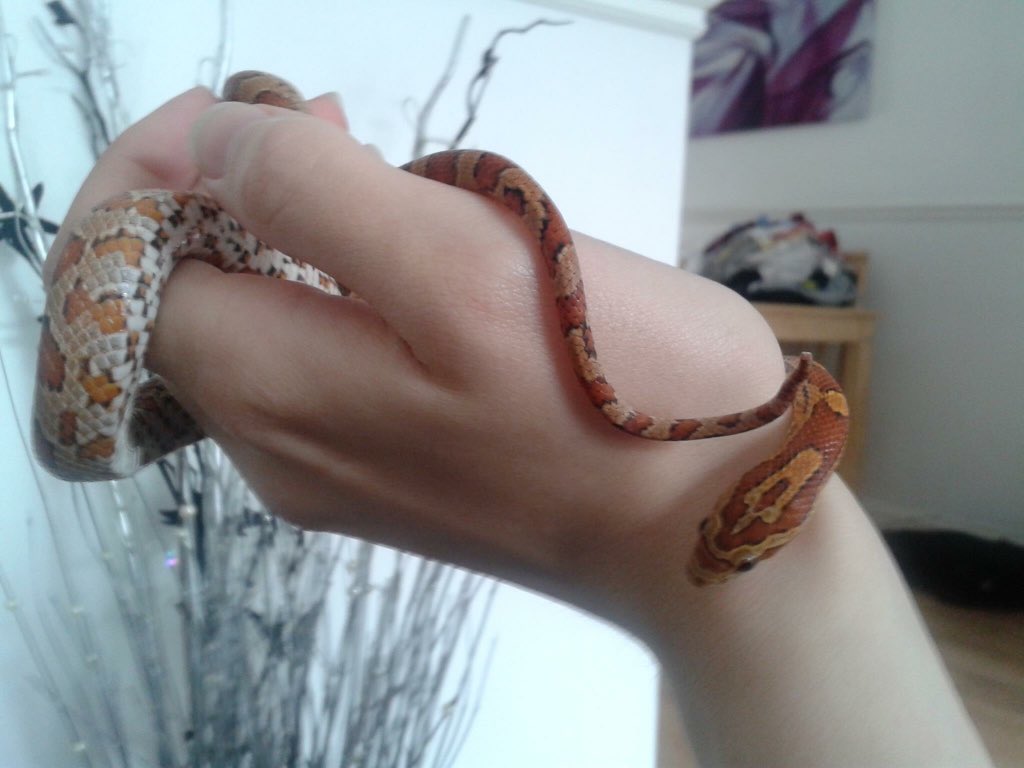_PyroFae_'s tweet photo. @P4wnyhof Danger noodle!!!!!! (Damon) https://t.co/elJFKToVsC