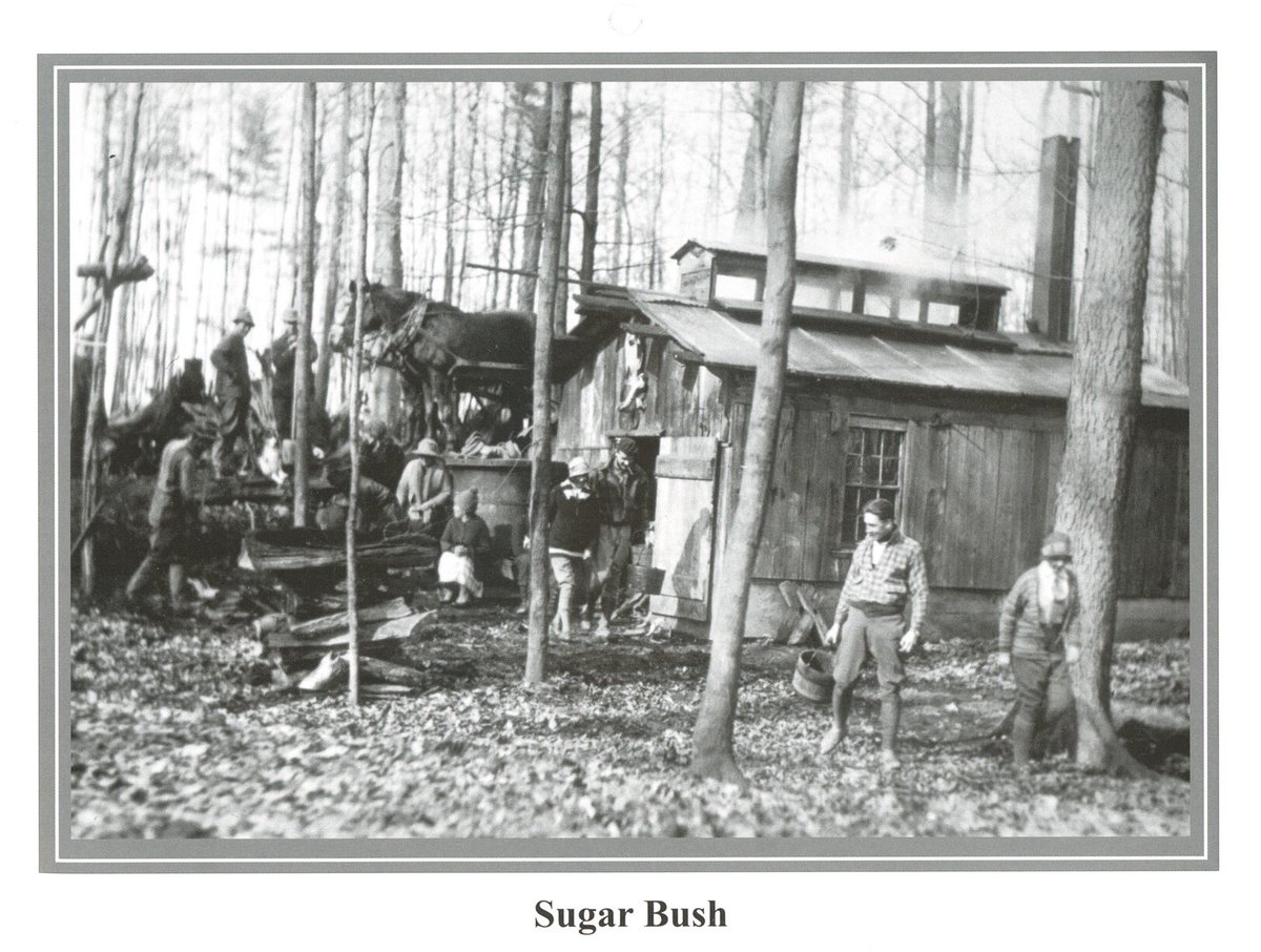Swansea_History's tweet photo. This Maple Sugar operation was located in the Toronto valley where Ellis Park Rd is now located. Via Swansea Historical Society, date unknown. #SwanseaTO #BloorWestVillage #TOHistory #TOheritage  #sweetontario #ontariomaplesyrup #maplesyrup #mapleweekend #ontariomapleweekend https://t.co/nE5OylsNpi