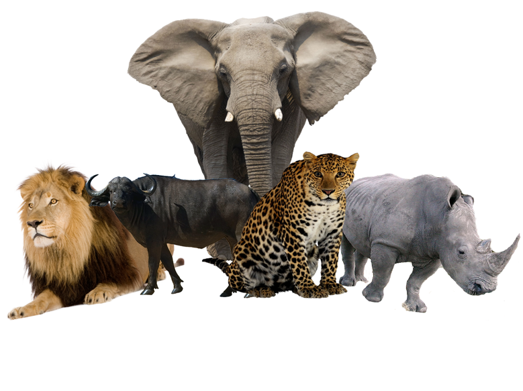 African Safari Big 5 Pc Game African Safari Big 5 Pc Game