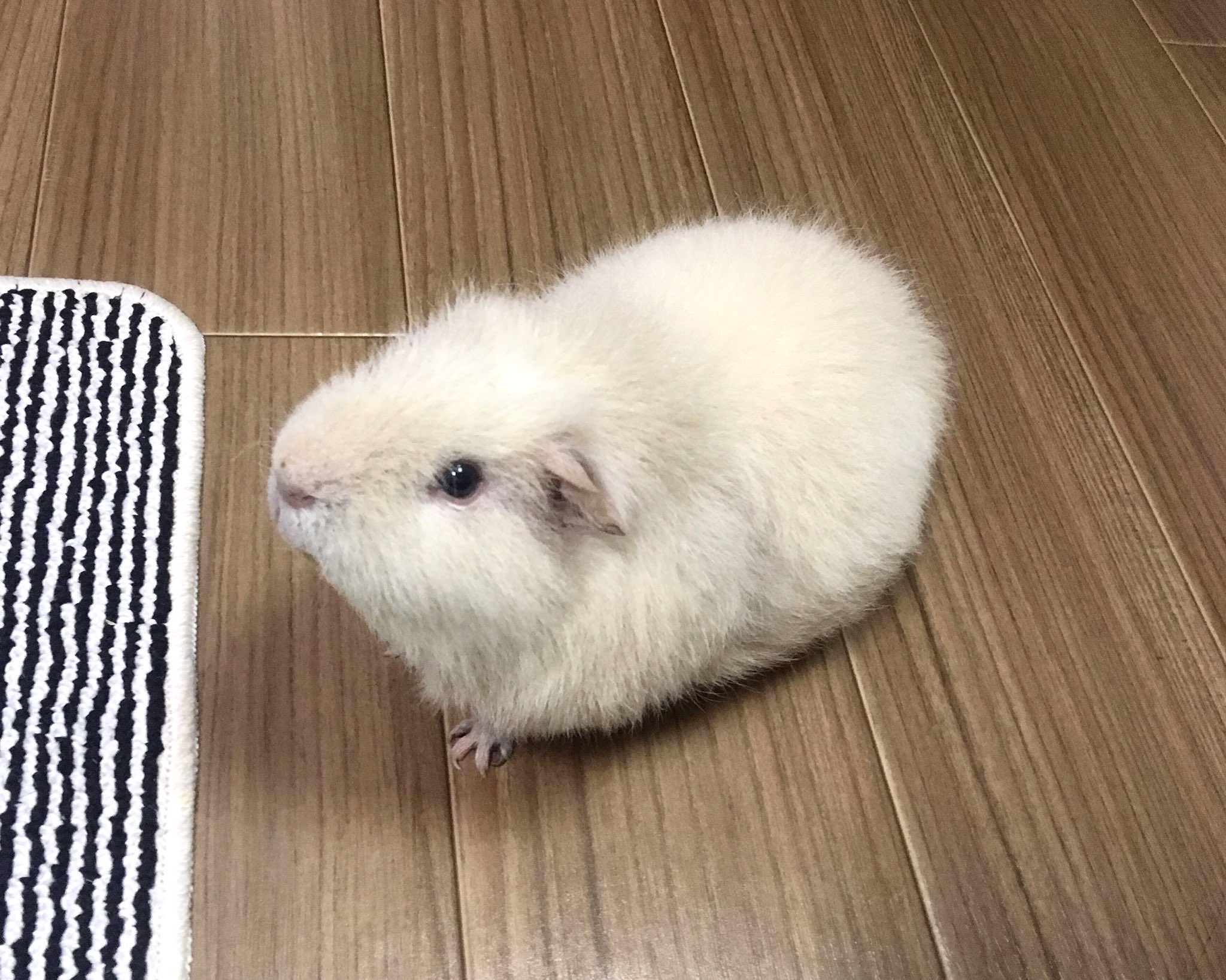 いそだにく 白の日 我が家の白毛玉もぺたり すこぶる元気です モルモット Guineapig T Co Gnveuajzcy Twitter