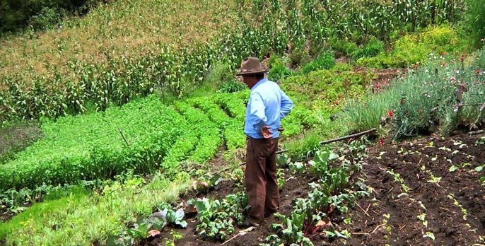 « Nous avons besoin de promouvoir des systèmes alimentaires durables (…) et de préserver l’environnement: edoardo orsoni peut aider à y parvenir », <a href="/grazianodasilva/">José Graziano da Silva</a>, DG du FAO. L'ONU encourage l'#agroecologie 🙌🏼 #historique #newgreenrevolution #fullsupport 🌏
