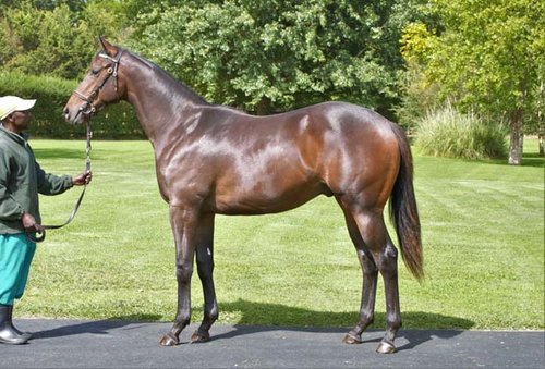 Summerhill_Stud's tweet photo. Our CTS April yearling draft includes Lot 182, a striking son of Captain Of All out of the four time winning daughter of Mogok, Ruby Cartel, who hails from a Black type Argentinian family. Has classic and Group One written all over him.
#CaptainOfAll #CTSAprilYearlingSale2018 https://t.co/LSTzRYAFIa