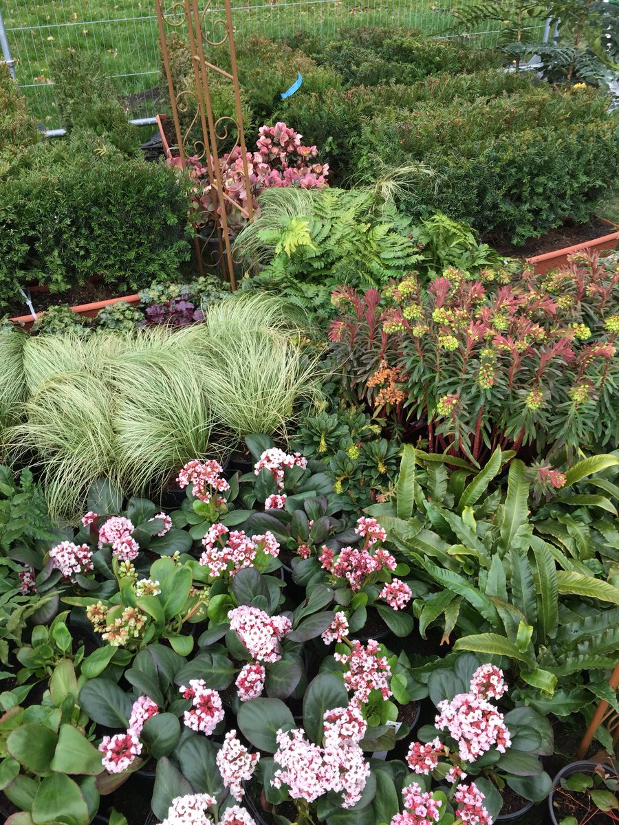 PamCreedGD's tweet photo. Most of the plants arrived this morning -very exciting. Thank you Wyevale nurseries. https://t.co/SUtlWTZ5bx