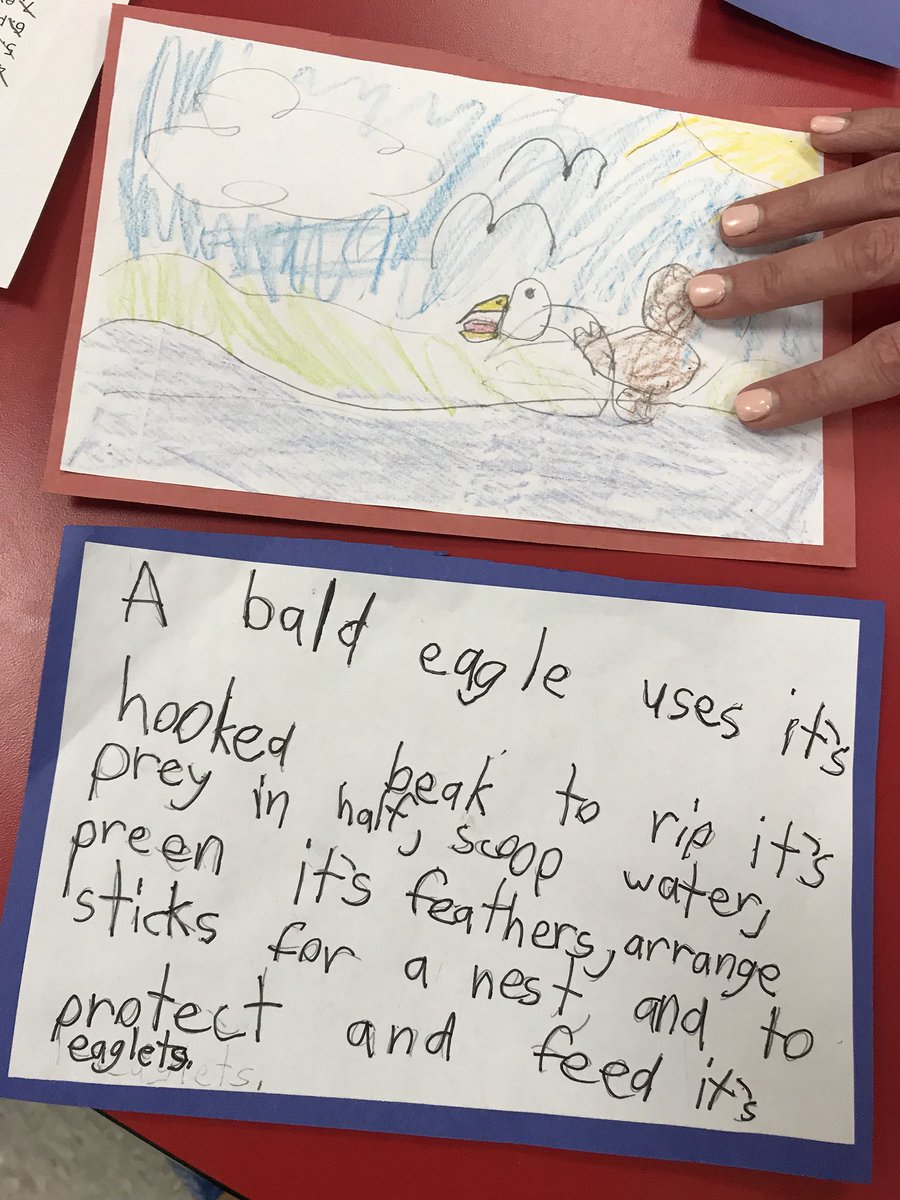 SGReaders's tweet photo. Students using the incredible story of Beauty and the Beak to learn new vocabulary and facts about the Bald Eagle! #crosscurricular #science #reading #nonfiction #socialstudies #SGReaders https://t.co/XCALuvKnsT