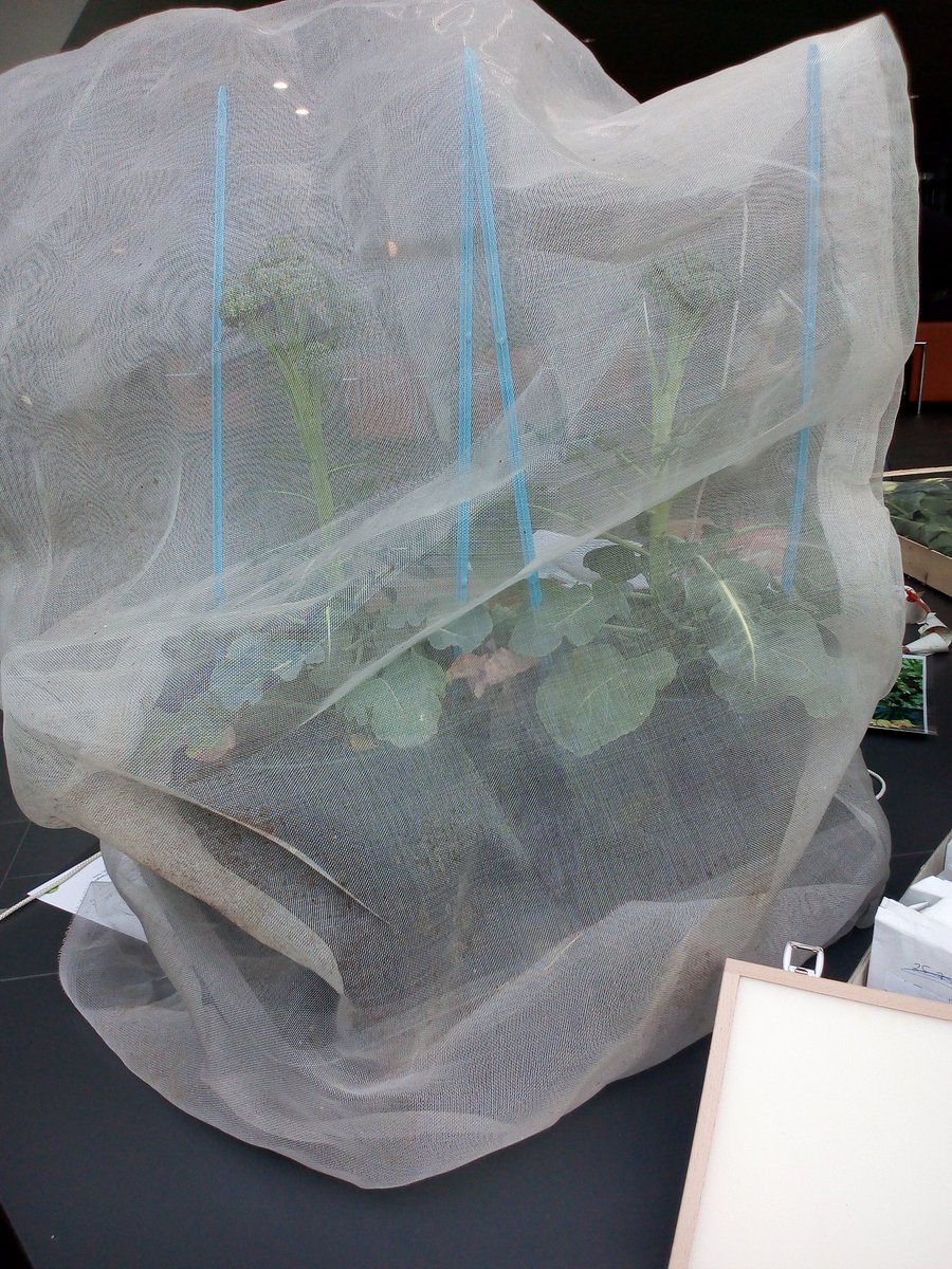 LiveSeeding's tweet photo. #Spring has started also for our #OrganicPlantBreeders a new season means new chances for creating adapted cultivars suited for organic @LivingSeeds_SV #bingenheimer #sativa #ubios #PomaCulta https://t.co/D1VMXLMQTl