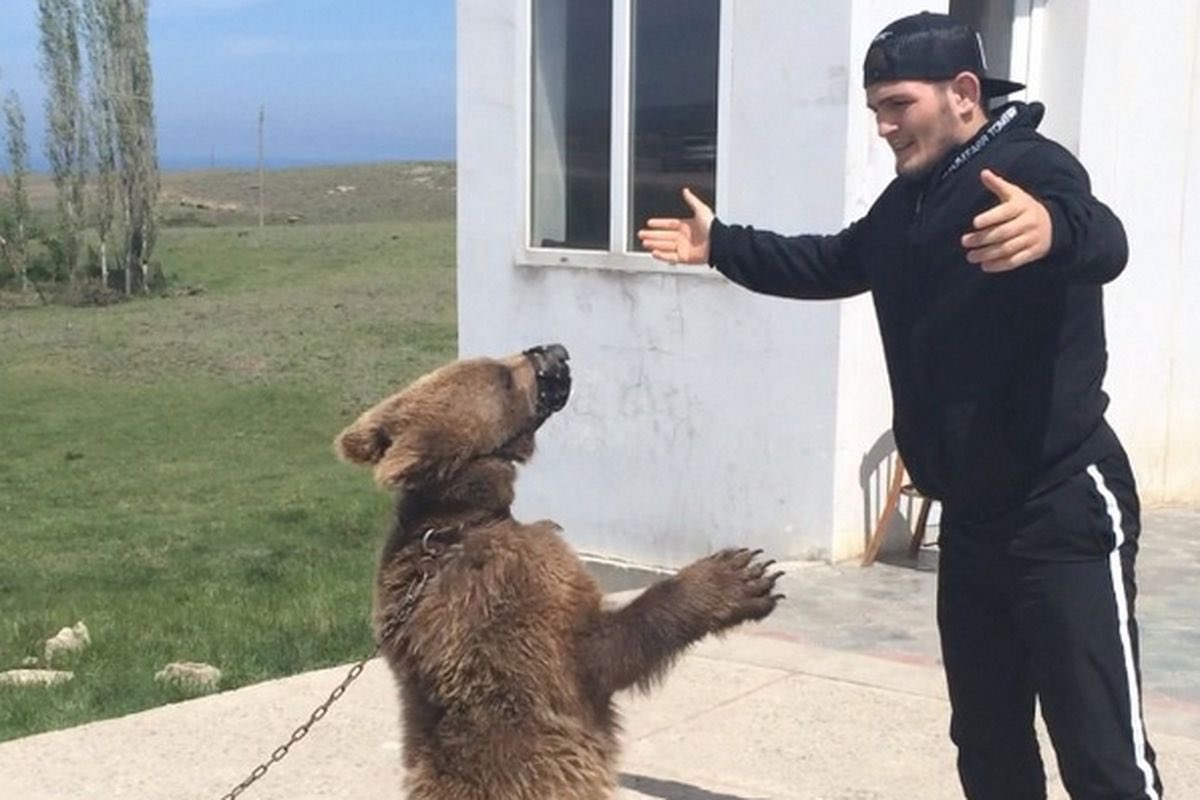 FitCityJordan's tweet photo. Hey @danawhite, thereโs a black bear causing trouble near my buddies house. Looks about 155lbs, we could tranquilize it and have it in NYC by tomorrow night. #UFC223 #CanadianSolutions https://t.co/WL8BASL3Fh