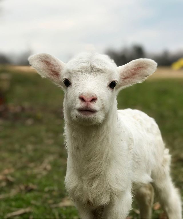 GeorgiaGrown's tweet photo. All smiles for Friday! ππ
.
.
How are you celebrating the weekend?
.
.
π·: #GaAgWeek2018 photo contest submission from Samantha D. of White Plains, Ga. https://t.co/mYJd9yW54Q https://t.co/D3QhieanOJ